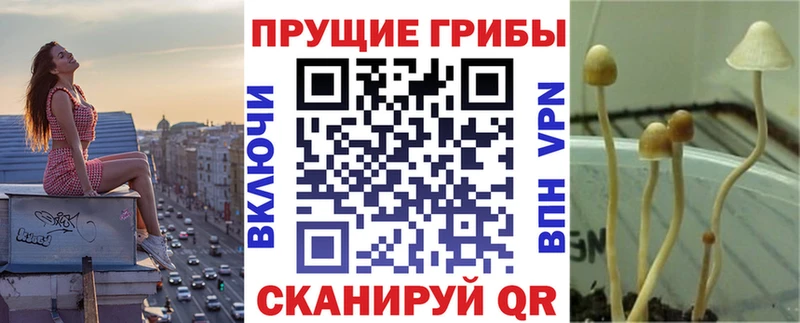 Галлюциногенные грибы Psilocybine cubensis  Бузулук 